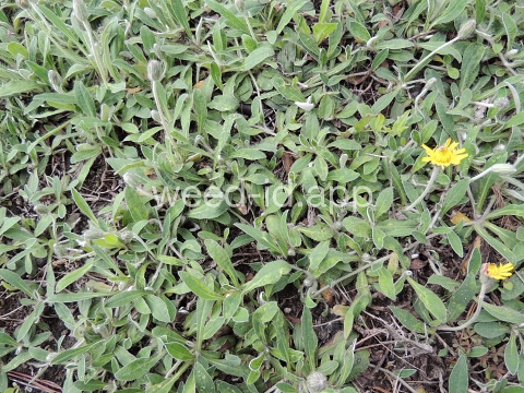 hawkweed, mouseear